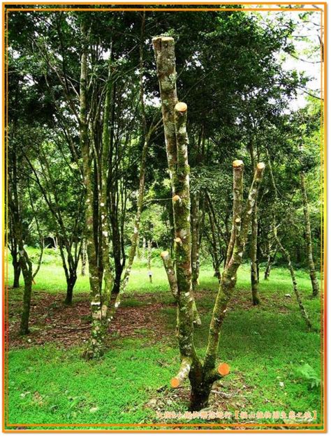 尖葉植物|福山植物園